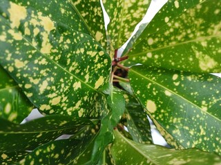 croton gold dust, leaves, exotic © TETIANA