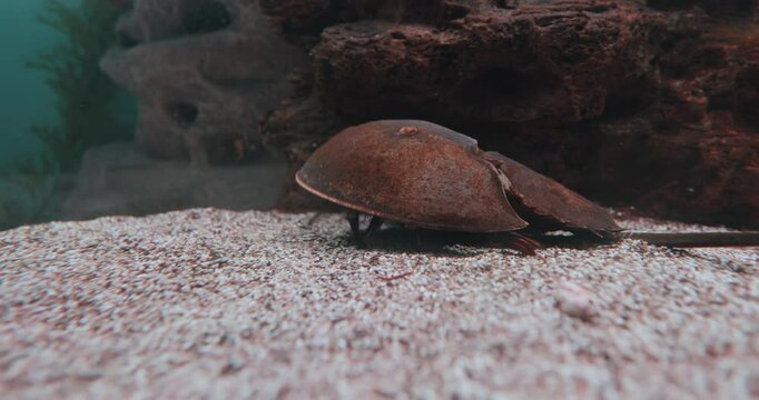 Atlantic horseshoe crab (Limulus polyphemus), also known as the American horseshoe crab, is a species of horseshoe crab, a kind of marine and brackish chelicerate arthropod.
