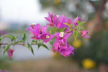 Bougainvillea flowers in the garden with natural background.