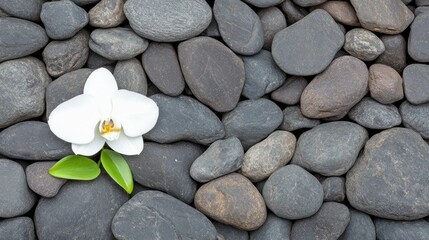 Fototapeta premium Flower on stones zen garden nature photography tranquil environment top view serenity