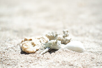 Seashells on the beach. Selective focus.