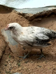 Three Hens Standing In Sand. 
