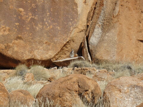 Wallaby