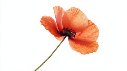 Stunning Orange Poppy in Close-up Detail