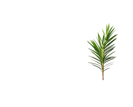 a green leaf on a white background