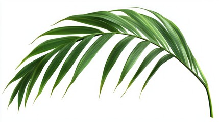 Fototapeta premium Tropical Palm Leaf - Vibrant Green Nature