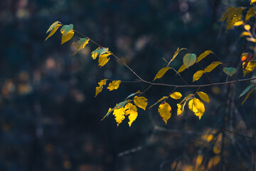 This serene capture of vibrant autumn leaves showcases stunning golden hues against a dark forest...