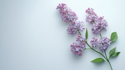Lilac flower branch featuring delicate purple blooms and fresh green leaves against a clean white background