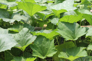Close up leaves of 'Cucurbita moschata' or 'Pumpkin'.