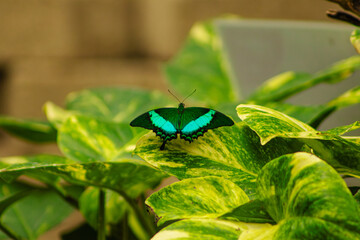 Butterfly Papilio palinurus, 