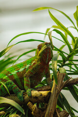 Green Chameleon 3