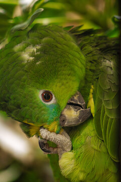 Green Parrot face Close Up