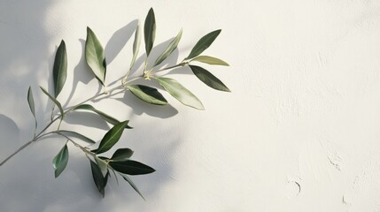 Obraz premium Fresh green olive branch with varied shades resting on a textured white background, showcasing its smooth leaves and natural elegance.