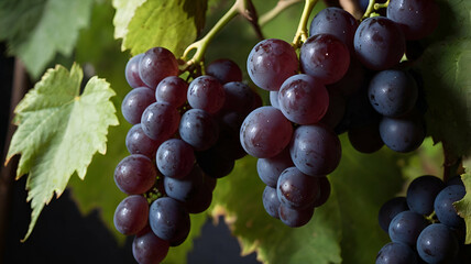 grapes, green grapes, purple grapes, fruit, wine, juice, nutrition, vineyard, purple, sweet, green, leaf, harvest, 