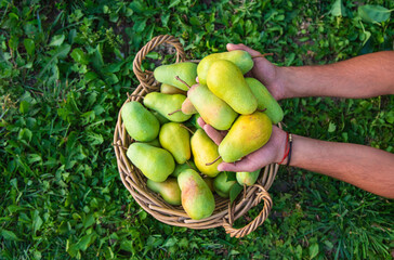 Pear harvest in the garden. Selective focus.