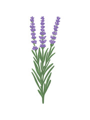 graceful lavender sprigs in pastel lavender tones