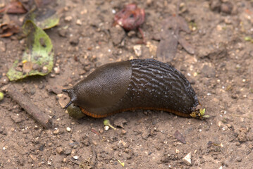 A Black Slug (Arion ater) eats a rabbit dropping on a path. Taken near Salisbury, England.