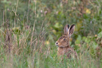 A European Hare (Lepus europaeus) sits up in the grass on the edge of field. Taken near Salisbury, England.