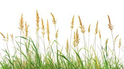 Vibrant Green Grass with Golden Hues
