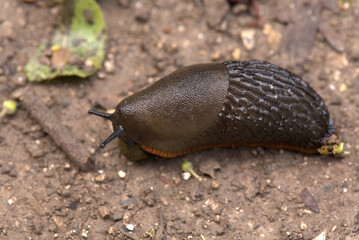 A Black Slug (Arion ater) eats a rabbit dropping on a path. Taken near Salisbury, England.