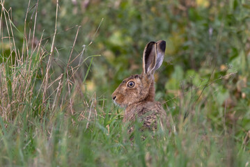 A European Hare (Lepus europaeus) sits up in the grass on the edge of field. Taken near Salisbury, England.