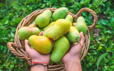 Pear harvest in the garden. Selective focus.