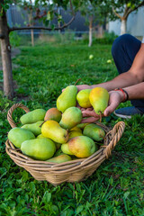 Pear harvest in the garden. Selective focus.
