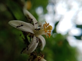 A group of ant on a white flower.