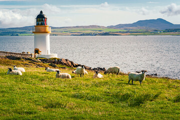 Petit phare de la baie d'Islay, en Ecosse, avec des moutons au premier plan, lumière matinale © Pascal