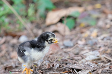 Baby chicks learning to walk