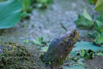 Turtle raising its neck