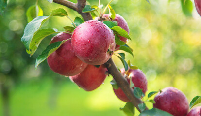 Apples on tree red in garden. Selective focus.