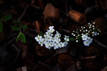 flowers in the garden