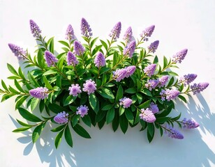 Fototapeta premium A lush, flowering bush with small purple flowers and green leaves, white background