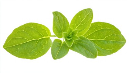 Fresh Oregano Leaves - Aromatic Herb for Cooking