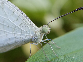 A white butterfly  on a plant.