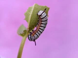 A caterpillar eating a plant.
