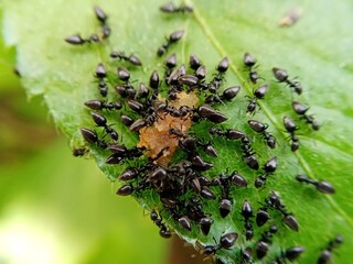 A big ant group get his breakfast.