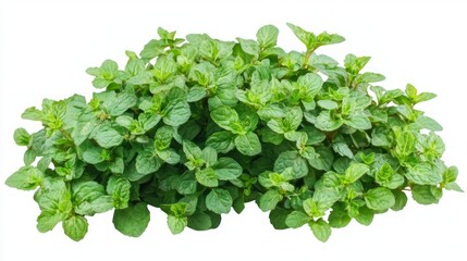 Fototapeta premium Fresh Mint Herb Plant - Vibrant Green Leaves