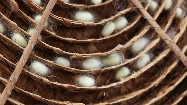 A close-up of skilled hands carefully harvesting fresh silkworm cocoons from traditional bamboo rearing trays, captured in smooth HD slow motion.