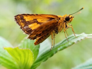  A butterfly resting on a plant.