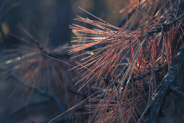 A beautifully detailed closeup of the pine needles, which showcases their delicate and intricate texture along with warm hues that are illuminated by the gentle touch of soft, natural light