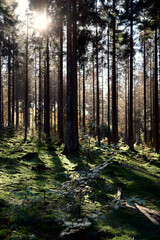 Sonnenlicht scheint durch Nadelwald mit bemoostem Boden im Herbst im Nationalpark Hunsrück-Hochwald bei Otzenhausen. Aussicht vom Premium-Wanderweg Traumschleife Dollbergschleife. 