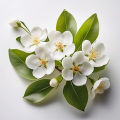white flowers on a white background pear flowers on a white background