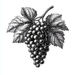 Obraz premium A vintage-style engraved vector illustration of a grape cluster with leaves, in monochrome black and white. 
