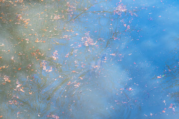 春に咲く桜の花