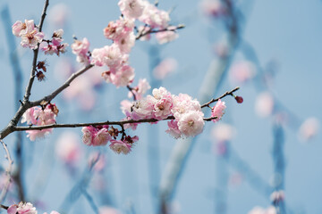 春に咲く桜の花