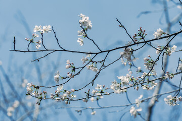 春に咲く桜の花