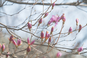 春に咲く桜の花