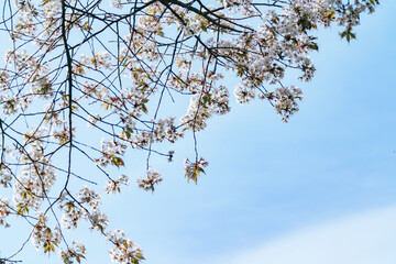 春に咲く桜の花